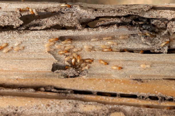 Best Ant Control Services  in Warren, OH