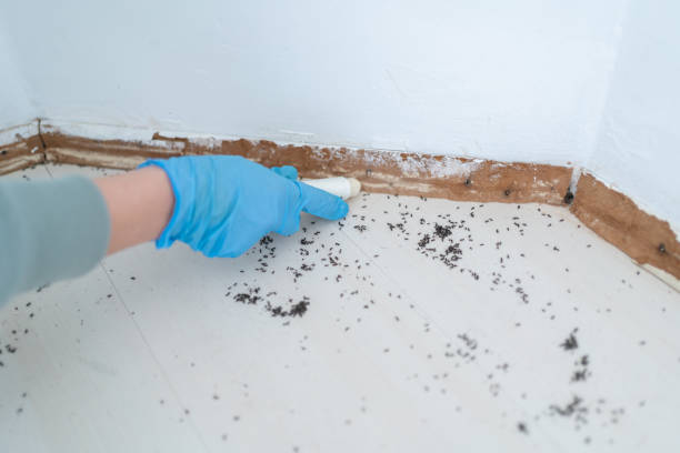 Best Termite Control Services  in Warren, OH